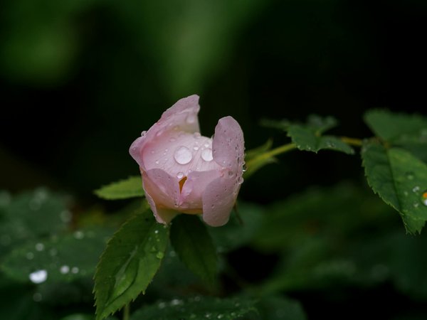 Produits certifiés ecocert : l'efficacité au naturel