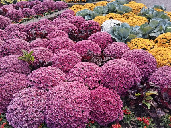 Les serres de la NASA: un modèle pour notre jardin